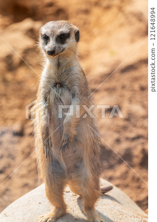 Meerkat, Suricata suricatta, on hind legs. Portrait of meerkat standing on hind legs with alert expression. Portrait of a funny meerkat sitting on its hind legs. 121648994
