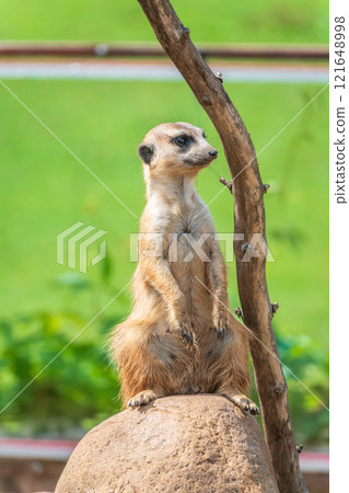 Meerkat, Suricata suricatta, on hind legs. Portrait of meerkat standing on hind legs with alert expression. Portrait of a funny meerkat sitting on its hind legs. 121648998
