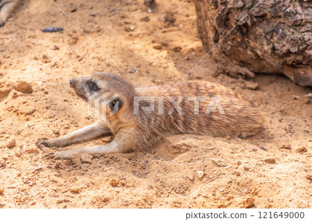 Meerkat suricatta family wildlife picture. Meerkat suricatta family wildlife picture. 121649000