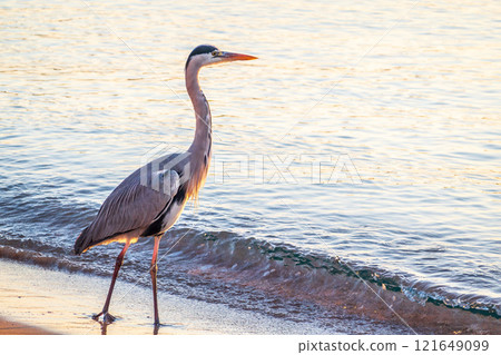 A heron hunting in the sea. Grey heron on the hunt 121649099