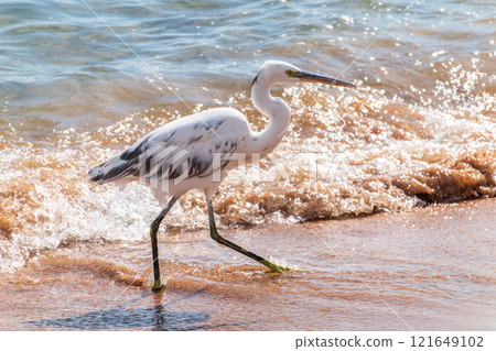 White Western Reef Heron (Egretta gularis) at Sharm el-Sheikh beach, Sinai, Egypt White Western Reef Heron (Egretta gularis) at Sharm el-Sheikh beach, Sinai, Egypt 121649102