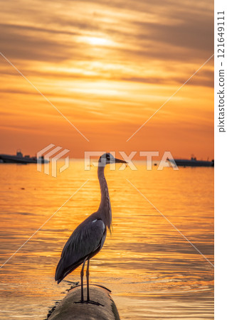 A heron hunting in the sea in the sunset or sunrise light A heron hunting in the sea in the sunset or sunrise light 121649111