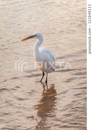 Great egret (Ardea alba), a medium-sized white heron fishing on the sea beach 121649113