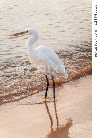 Great egret (Ardea alba), a medium-sized white heron fishing on the sea beach Great egret (Ardea alba), a medium-sized white heron fishing on the sea beach 121649116