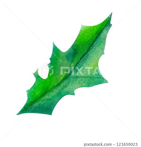 Holly leaves holiday Botanical Art: A stunning watercolor illustration for holiday-themed advertising, winter weddings, or Christmas gift wrapping ideas including branding, banners, and packaging. Holly leaves holiday Botanical Art: A stunning watercolor illustration for holiday-themed advertising, winter weddings, or Christmas gift wrapping ideas including branding, banners, and packaging. 121650023