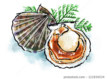 Hand-drawn illustration of a scallop (brush-drawn ink painting, watercolor style) 121650534