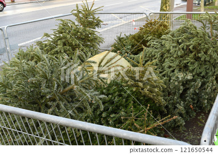 Used Christmas trees behind the fence in France Used Christmas trees behind the fence in France 121650544