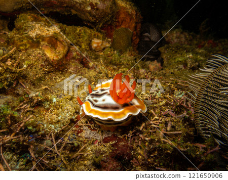 Nudibranch Chromodoris Magnifica at a Puerto Galera reef in the Philippines 121650906