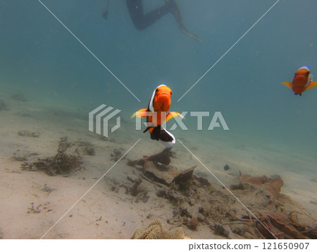 A Clownfish looking at the camera. Blue water background A Clownfish looking at the camera. Blue water background 121650907