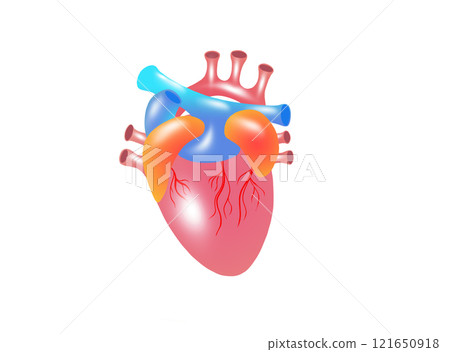 Human heart anatomy on white background. Human organ icon. illustration. 121650918