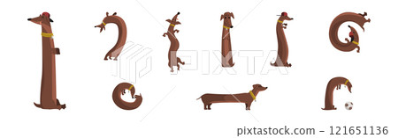 Brown Dachshund Dog Character with Long Body in Different Pose Vector Set 121651136