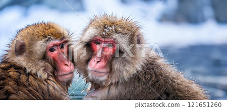 Japanese macaques in an open-air bath surrounded by snowy scenery. Hot springs. Snow-viewing baths. 121651260