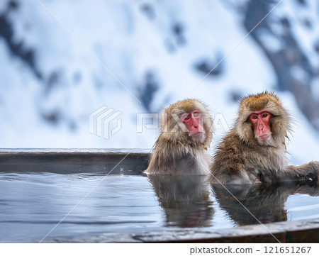 Japanese macaques in an open-air bath surrounded by snowy scenery. Hot springs. Snow-viewing baths. 121651267