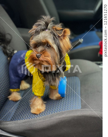 Yorkshire Terrier in a car. Well-groomed Yorkshire Terrier in Overalls. Yorkshire Terrier in a car. Well-groomed Yorkshire Terrier in Overalls. 121651270