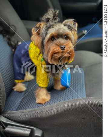 Yorkshire Terrier in a car. Well-groomed Yorkshire Terrier in Overalls. Yorkshire Terrier in a car. Well-groomed Yorkshire Terrier in Overalls. 121651271