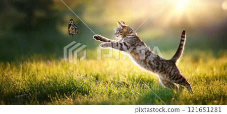 A cat jumping on the grass chasing a butterfly 121651281