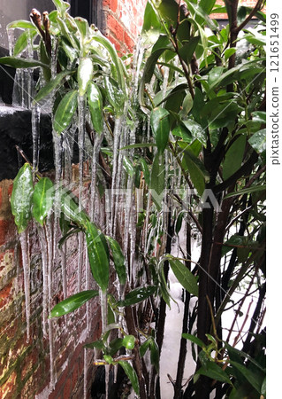 Icicles hanging from the branches of a plant in the garden Icicles hanging from the branches of a plant in the garden 121651499