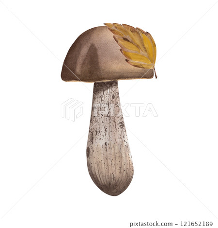Watercolor illustration of boletus. Hand-drawn botanical composition of edible mushroom in autumn leaves. Drawing for photo wallpaper, stickers, scrapbooking 121652189