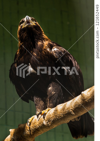 Falcon (hawk) sits on a tree 121652449