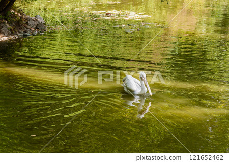 White pelican on the lake close up White pelican on the lake close up 121652462