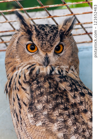 Beautiful owl Beautiful owl 121652463