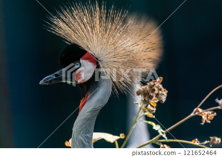 Beautiful crowned crane (Balearica pavonina) Beautiful crowned crane (Balearica pavonina) 121652464