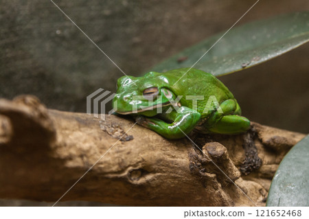 A green toad sits on a  branch 121652468