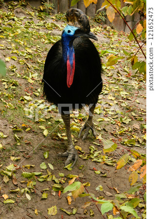 Bird cassowary closeup 121652473