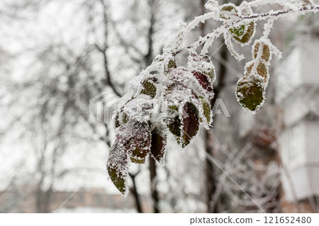 Leaves covered with hoarfrost and snow close up 121652480