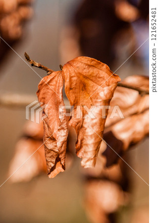 Autumn leaves on a branch in the sunlight close-up 121652481