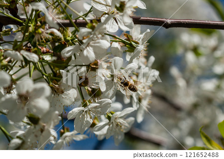 Macro flowering cherry trees Macro flowering cherry trees 121652488