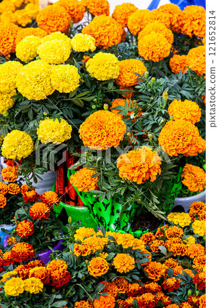 Plants of cempansuchil. Cempasuchil flower festival on the famous Paseo de la Reforma in Mexico City. 121652814