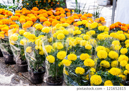 Plants of cempansuchil. Cempasuchil flower festival on the famous Paseo de la Reforma in Mexico City. Plants of cempansuchil. Cempasuchil flower festival on the famous Paseo de la Reforma in Mexico City. 121652815