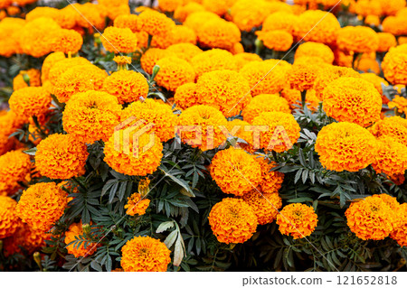 Plants of cempansuchil. Cempasuchil flower festival on the famous Paseo de la Reforma in Mexico City. Plants of cempansuchil. Cempasuchil flower festival on the famous Paseo de la Reforma in Mexico City. 121652818