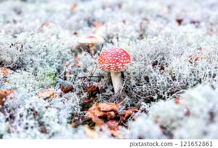 Red fly agaric mushroom in white moss at the forest 121652861