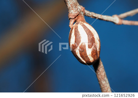 伊拉加的繭 121652926