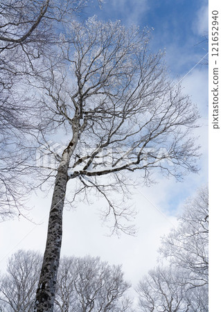 Beech forest in winter 121652940