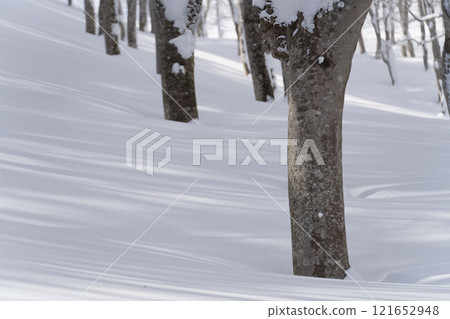 Beech forest in winter Beech forest in winter 121652948