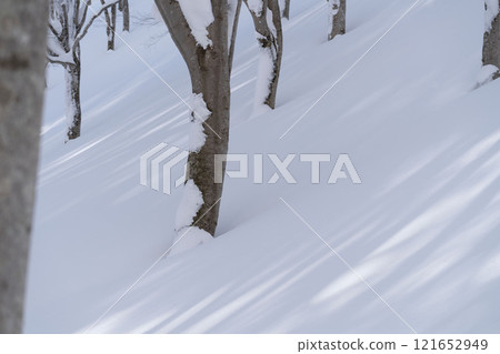 Beech forest in winter Beech forest in winter 121652949