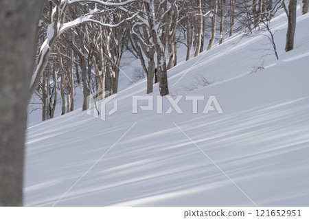 Beech forest in winter Beech forest in winter 121652951