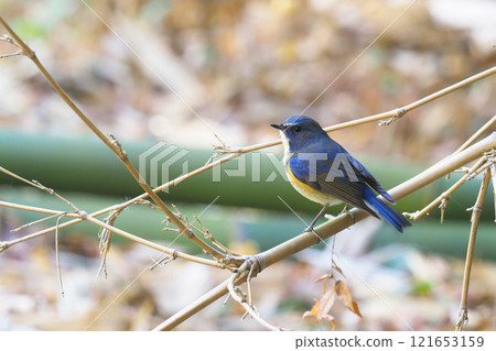 Ruribitaki (male) 121653159