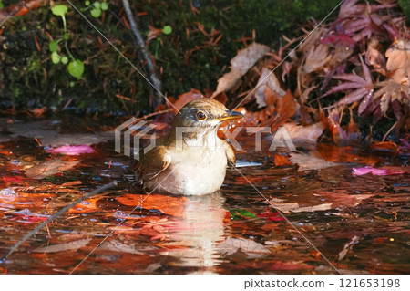 White-throated Sparrowhawk Bathing in Water 121653198