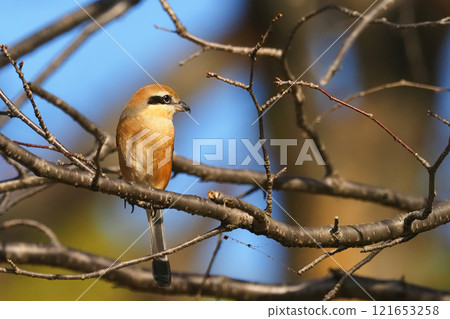 Mos (male) Mos (male) 121653258