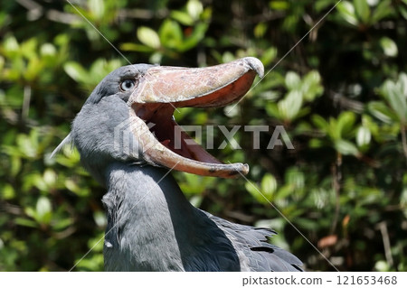 Profile of a shoebill with its mouth wide open Profile of a shoebill with its mouth wide open 121653468