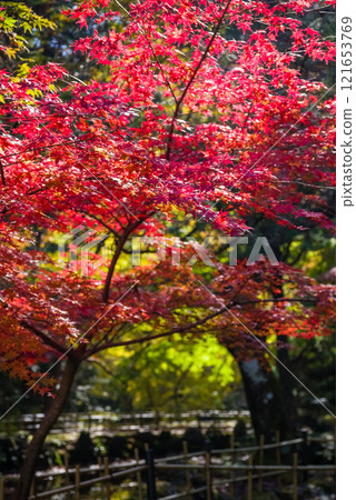 Shohoji Temple Garden, Narutaniyama Shohoji Temple, famous for autumn leaves, Inabe City, Mie Prefecture Shohoji Temple Garden, Narutaniyama Shohoji Temple, famous for autumn leaves, Inabe City, Mie Prefecture 121653769