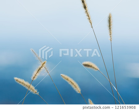 Green foxtail grass in the winter sunshine – Cat's foot 03 Green foxtail grass in the winter sunshine – Cat's foot 03 121653908