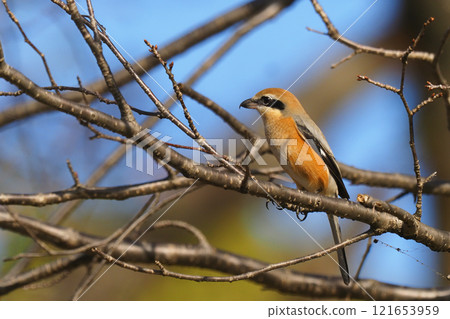 Mos (male) Mos (male) 121653959