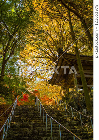 勝法寺鐘樓 銀杏樹 鳴谷 勝法寺 紅葉名勝 三重縣伊鍋市 121653978
