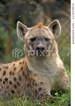 Spotted hyena sitting and looking at the camera 121654014