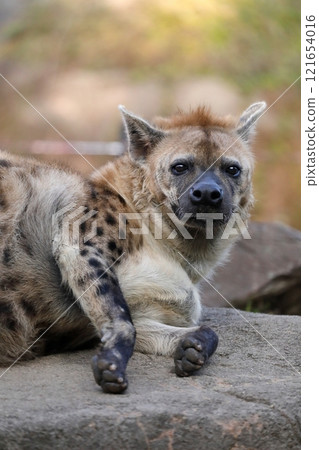 Spotted hyena lying down looking at the camera Spotted hyena lying down looking at the camera 121654016